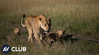 Wildlife experts on baby animals and Born Wild: The Next Generation