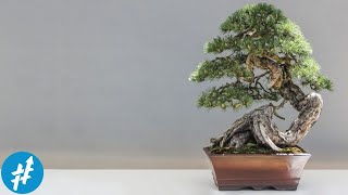 Kenapa Bonsai Bisa Sangat Mahal?