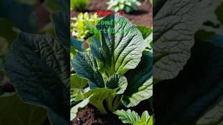 Comfrey Plant For Fertilizer| Comfrey Tea For Plants|🤑|#viralshort #shorts #gardening