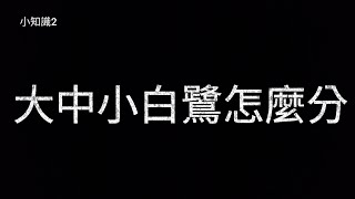 小知識2   大中小白鷺？？？