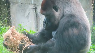 金剛迪亞哥有時吃飯也萌萌的Silverback D'jeeco eats food is adorable