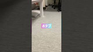 デブ猫    #shorts #cat #猫 #黒猫 #保護猫 #デブ猫