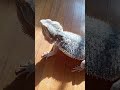 bearded dragon