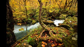 8K HDR 青森 奥入瀬渓流の紅葉 癒しの映像とサウンド Aomori, Oirase River in Autumn