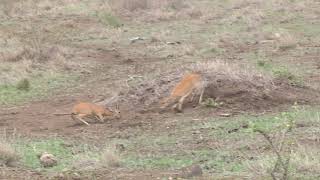 A really rare sight - Steenbok antelope males fighting