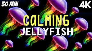 Soothing Jellyfish Acquarium Sensory Stimulation