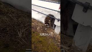 北海道のアライグマ