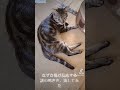 猫が反応する　　　　　　謎の鳴き声