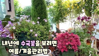 수국꽃 관리법/임파첸스/장미 매발톱꽃/누운주름잎/Hydrangea care tips for next year’s blooming