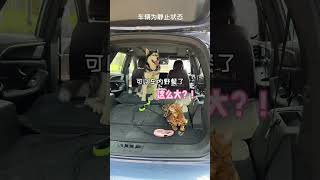 【油条不拆家】对不起最终还是做了这个决定…最后直接生无可恋了#shortsvideo #狗狗 #二哈