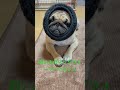 【パグ】？？？ パグ pug shorts 日常 癒し 犬のいる暮らし