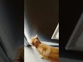 【保護猫】おかえり〜🐱 cat メス 茶とら猫 茶白猫