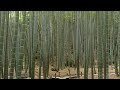 the famous bamboo grove in japan　鎌倉報国寺の竹林　日本的有名的竹林