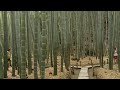 the famous bamboo grove in japan　鎌倉報国寺の竹林　日本的有名的竹林