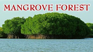 Knowledge Base #17 Mangrove Forest