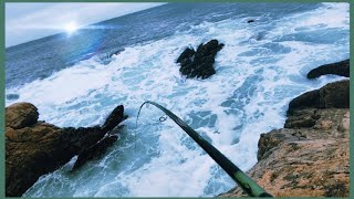 Sargos en Galicia. (Costa da Morte) con Mejillón y Quisquilla.