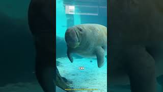 Why You Should Never Touch a Manatee