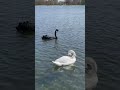 Ugly Duckling & Black Swan