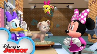 Minnie and Daisy are Pet Groomers 🐶| Mickey Mornings | Mickey Mouse Roadster Racers | @disneyjunior