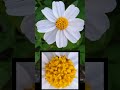 白花鬼针草 大花咸丰草 白花婆婆针 bidens alba