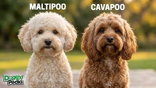 Maltipoo Vs Cavapoo Differences - Which One Suits You Best?