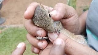 Squirrel massage🐿️❤