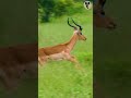 male impala stretching his legs shorts