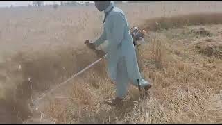 Farmer Cutting Wheat with Powerful wheat cutting machine / Mumtaz Arifani/Sanghar@Sindh