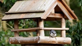 西湖野鳥の森公園のゴジュウカラ 　その４（4K動画）