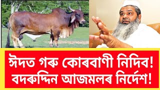 এইবাৰ ঈদত গৰু কোৰবাণী নিদিবলৈ আহ্বান বদৰুদ্দিন আজমলৰ!