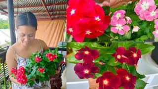 Kailan pwede I harvest yong Kumintang/periwinkle/vinca seeds?|Tisay Collection