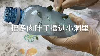 最简单的多肉繁殖，多肉植物水培 Propagate Succulents ESAY with Hydroponics【Amazement盆景花园】