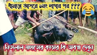 ধানাড়া আসরে ১নং লাগার পর ???  নিত্যলাল মাহাতোর কাড়ার কি অবস্থা দেখুন #karaloraiupdate