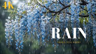 Blue Flowers in Gentle Rain 🌧️ Relaxing Rain Sounds for Deep Sleep | Rain Ambience 4K