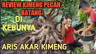 REVIEW PROGRAM KIMENG PECAH BATANG DAN GABUNGAN DI KEBUN GROUND ARIS AKAR KIMENG #ficusmicrocarpa