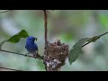 Beautiful wild Bird Feeding Their Babies | Bird Building Nest | Wildlife Video | Birds Singing