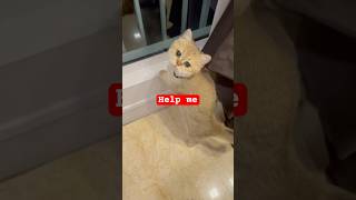 Cute cat videos #cute #cutecat #cat #funny #kittycat #viralvideo #malaysia #trending #shorts #fyp