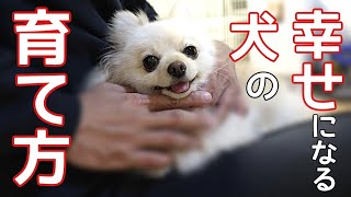 【幸せ 犬】意外と知らない褒め方のコツ【犬のケア】【犬の飼い主】