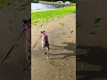 【イタグレ】海辺 shorts dog italiangreyhound