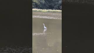 アオサギはどう生きるか　gray heron