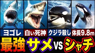 【驚きの結果】サメVSシャチどちらが強い？最強生物ランキングTOP５！【ゆっくり解説】