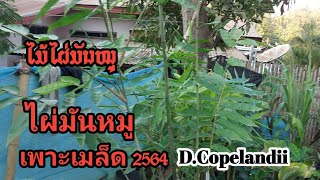 ປ່ຽນຖົງໄຜ່ມັນໝູ ไผ่มันหมูเพาะเมล็ดปี 2564 ไผ่ที่หน้าสะสม และหน้าปลูก D.Copelandii