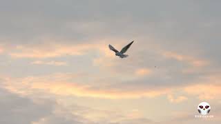 黑翅鳶懸停、下撲、帶迷你老鼠回餐桌｜Black-winged Kite｜2023年9月5日