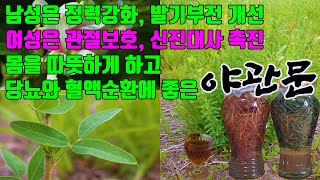 비수리, 야관문! 발기부전 정력강화에 좋은 야관문효능! 신경쇠약 백대하 시력보호 호흡기질병에 좋은 비수리효능! 산후요통 관절통풍 위염 위궤양 유선염 질염 당뇨병에 좋은 야관문