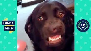 [50+ MIN] TRY NOT TO LAUGH - Funniest Pets & Animals | Funny Videos December 2018