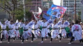 朝霞鳴子一族め組・パレード②＠2024　おやちゃい村～収穫祭～