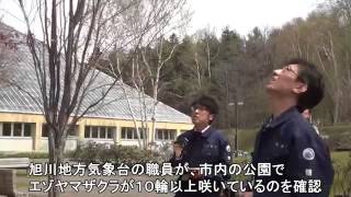 旭川で最も遅く桜開花 １９５３年の観測開始以来