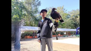 【ノースサファリサッポロ】超貴重な鷹匠体験＋アヒルのレールを観察したよ🦅 ノースサファリサッポロでの非日常体験🐯 北海道札幌市✨ Sapporo city in Hokkaido