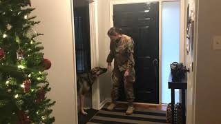 German Shepherd doesn’t recognize returning soldier at first (a year away when still a pup)