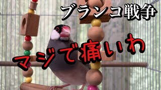 【文鳥劇場】ブランコ戦争〜マジで痛いわ〜 #472